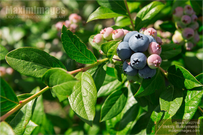 Stock photo of Blueberry bush closeup Buy commercial use license at MaximImages