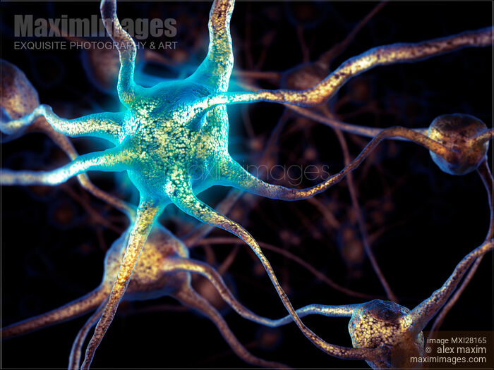 Stock image of Brain cells network of neurons 3D illustration Buy commercial use license at MaximImages