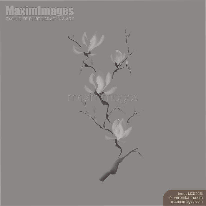 Stock image of Branch of blooming magnolia flowers artistic Zen Sumi-e painting design on gray background Buy commercial use license at MaximImages