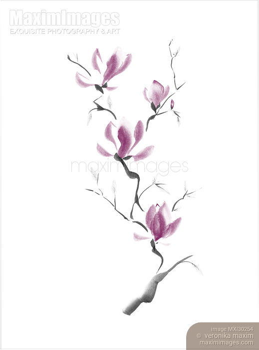 Branch of blooming purple magnolia flowers Japanese Zen Sumi-e painting on white Stock image of Branch of blooming purple magnolia flowers Japanese Zen Sumi-e painting on white Buy commercial use license at MaximImages