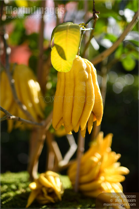 Stock photo of Buddha's hand citron fruit tree in Japan exotic citrus fruit Citrus medica Buy commercial use license at MaximImages