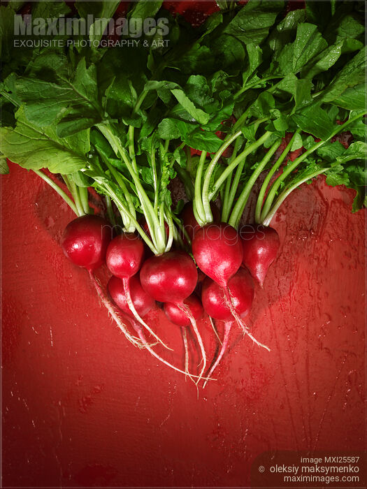 Stock photo of Bunch of radish artistic food still life Buy commercial use license at MaximImages