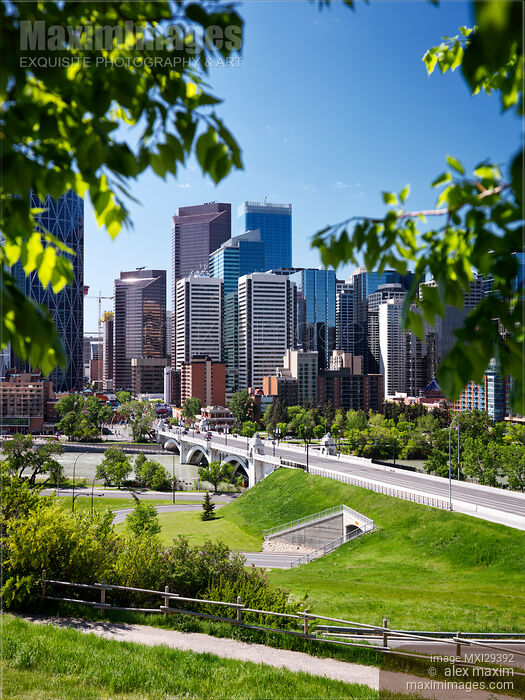 Stock photo of Calgary city downtown skyline and Centre Street Bridge framed by green trees Buy commercial use license at MaximImages