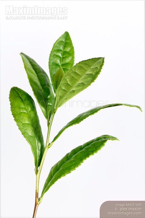 Stock photo of Camellia sinensis Green Tea Plant leaves Buy commercial use license at MaximImages