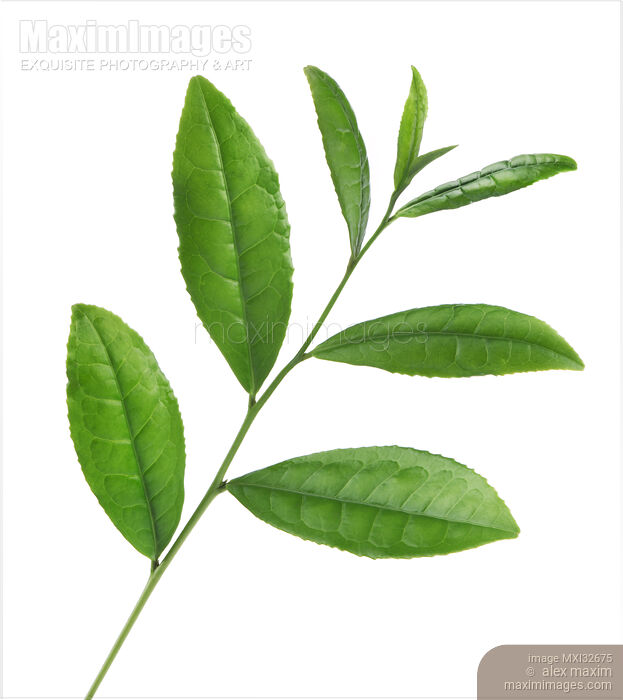 Camellia Sinensis Tea Plant closeup of green leaves on a branch Stock photo of Camellia Sinensis Tea Plant closeup of green leaves on a branch Buy commercial use license at MaximImages