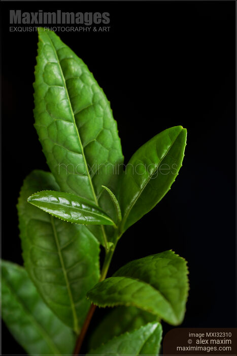 Stock photo of Camellia Sinensis Tea Plant young fresh green leaves matcha oolong Buy commercial use license at MaximImages