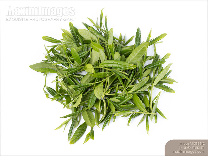 Stock photo of Camellia sinensis young green tea leaves isolated on white Buy commercial use license at MaximImages