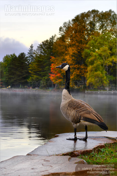 Canada Goose by the lake in autumn Muskoka Ontario Stock photo of Canada Goose by the lake in autumn Muskoka Ontario Buy commercial use license at MaximImages
