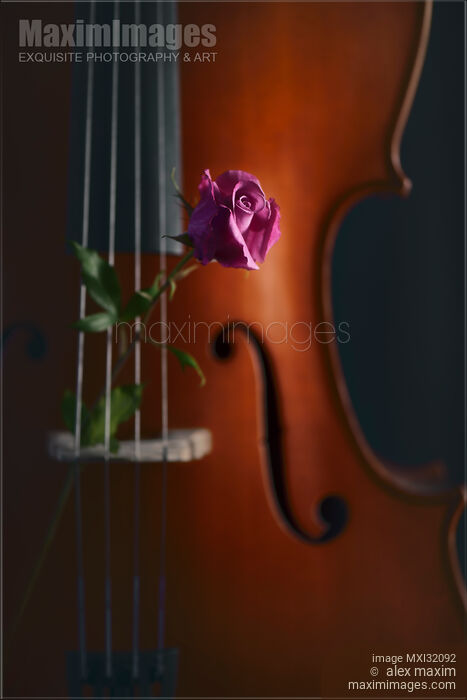 Cello closeup with a rose between the strings Romantic still life in dim moody tones Stock photo of Cello closeup with a rose between the strings Romantic still life in dim moody tones Buy commercial use license at MaximImages