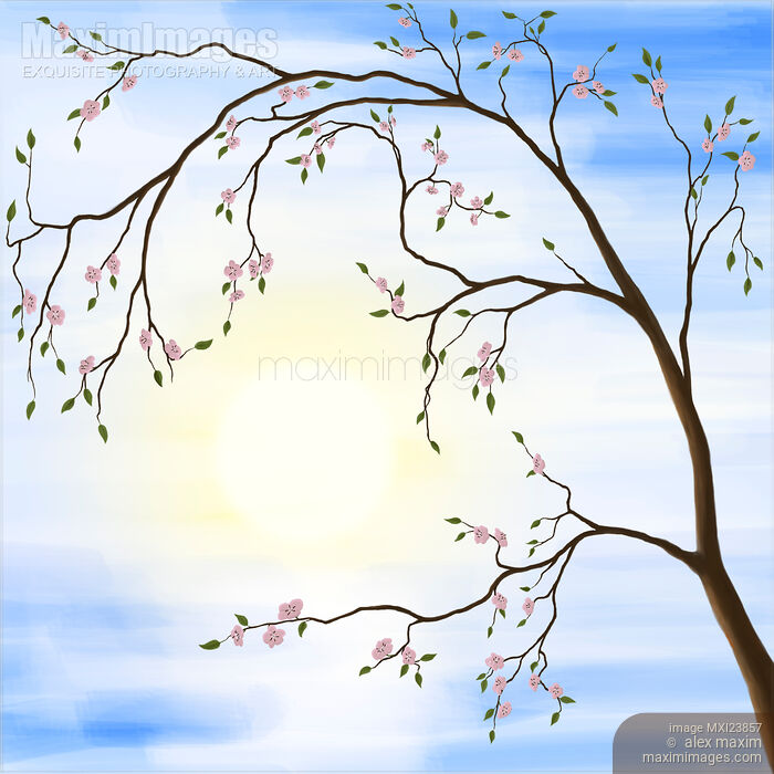 Stock image of Cherry Blossom Buy commercial use license at MaximImages