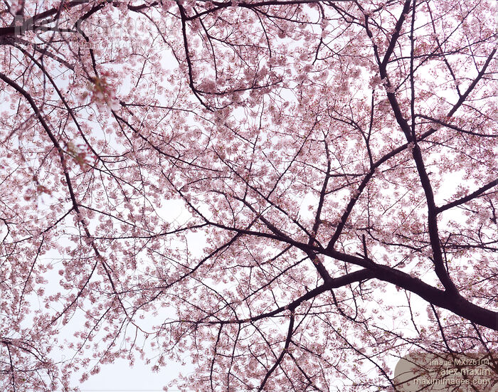 Cherry blossom artistic background Stock photo of Cherry blossom artistic background Buy commercial use license at MaximImages