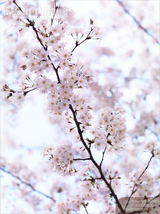 Cherry blossom artistic closeup Stock photo of Cherry blossom artistic closeup Buy commercial use license at MaximImages