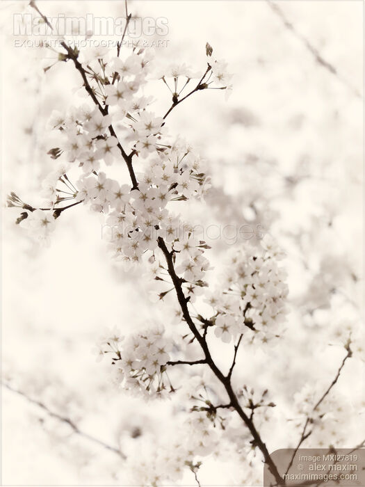 Cherry blossom artistic closeup sepia toned Stock photo of Cherry blossom artistic closeup sepia toned Buy commercial use license at MaximImages