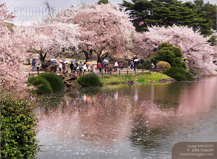 Cherry blossom in park in Tokyo Stock photo of Cherry blossom in park in Tokyo Buy commercial use license at MaximImages