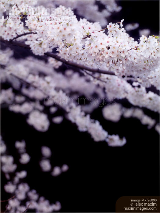 Cherry blossom over black background Stock photo of Cherry blossom over black background Buy commercial use license at MaximImages
