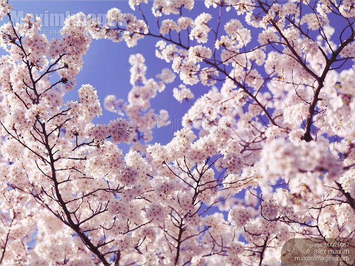 Cherry blossom over blue sky Stock photo of Cherry blossom over blue sky Buy commercial use license at MaximImages