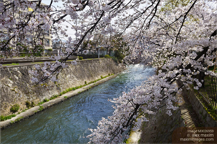 Stock photo of Cherry blossom over river canal in Kyoto Buy commercial use license at MaximImages