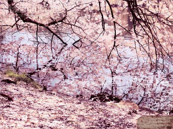 Cherry blossom touching water Stock photo of Cherry blossom touching water Buy commercial use license at MaximImages