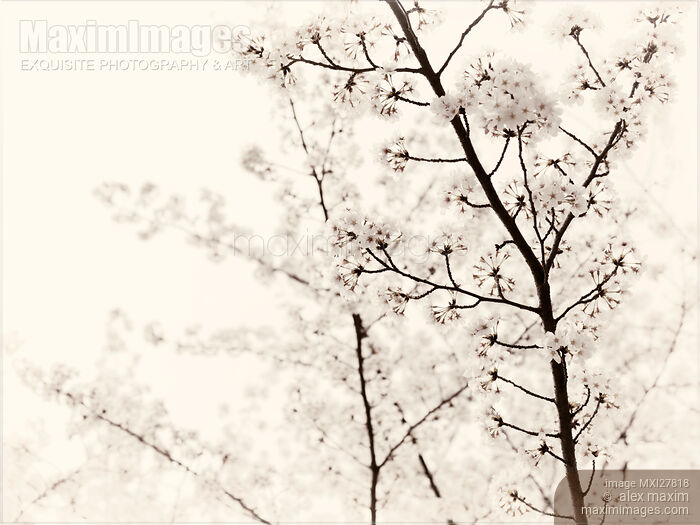 Cherry tree blossom artistic closeup sepia toned Stock photo of Cherry tree blossom artistic closeup sepia toned Buy commercial use license at MaximImages