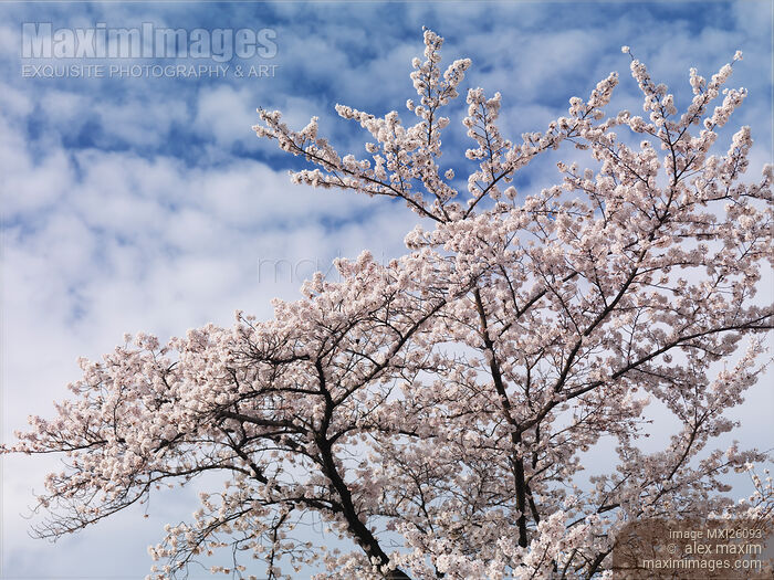 Stock photo of Cherry tree blossom over blue sky Buy commercial use license at MaximImages