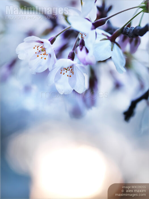 Stock photo of Cherry tree blossoms in morning sunlight Buy commercial use license at MaximImages