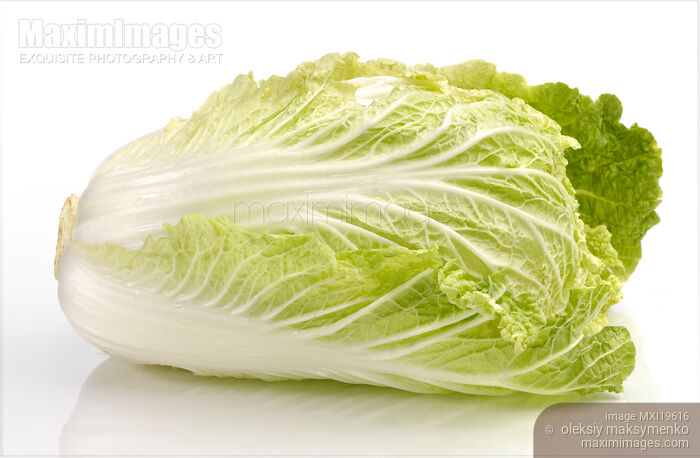 Stock photo of Chinese Cabbage Napa Buy commercial use license at MaximImages