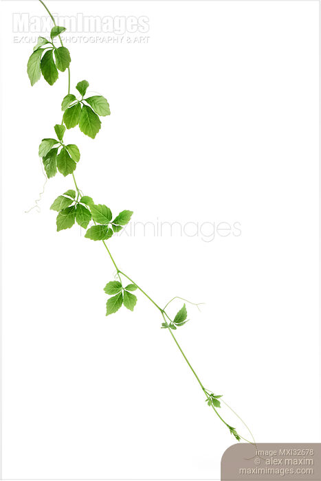 Stock photo of Climbing vine with green leaves of Jiaogulan or Gynostemma pentaphyllum herb plant on white background Buy commercial use license at MaximImages