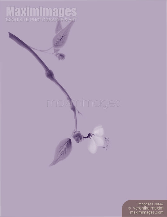 Stock image of Close up of a cherry blossom branch Japanese Zen artistic design in lavender purple colors Buy commercial use license at MaximImages
