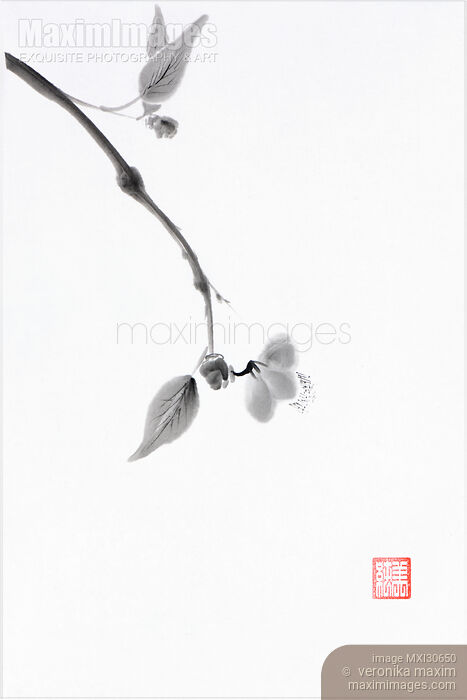 Stock image of Close up of a delicate sakura branch Japanese Zen Sumi-e painting on white rice paper Buy commercial use license at MaximImages