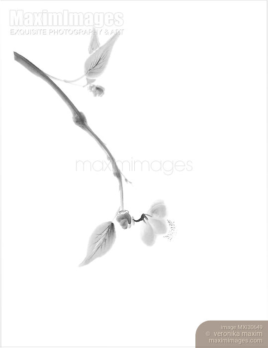 Stock image of Close up of a sakura branch Japanese Zen Sumi-e painting artistic design Buy commercial use license at MaximImages