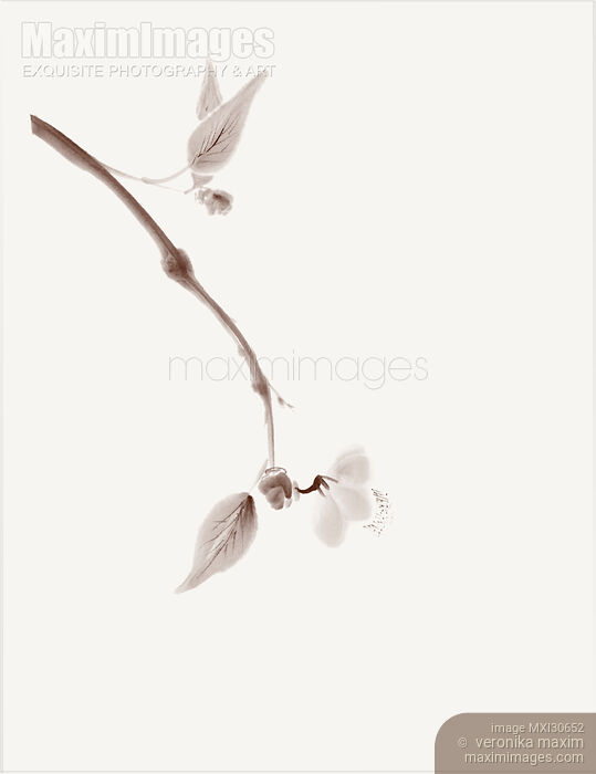 Close up of a sakura branch Japanese Zen Sumi-e painting artistic design off-white Stock image of Close up of a sakura branch Japanese Zen Sumi-e painting artistic design off-white Buy commercial use license at MaximImages
