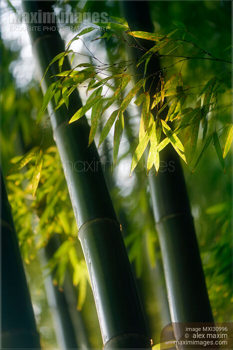Closeup Bamboo leaves and culms in fall scenery Stock photo of Closeup Bamboo leaves and culms in fall scenery Buy commercial use license at MaximImages