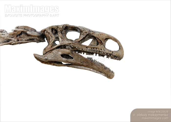 Stock photo of Closeup of a Dinosaur Skeleton Head Buy commercial use license at MaximImages