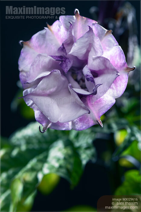 Stock photo of Closeup of blooming Datura Ballerina Purple flower Buy commercial use license at MaximImages