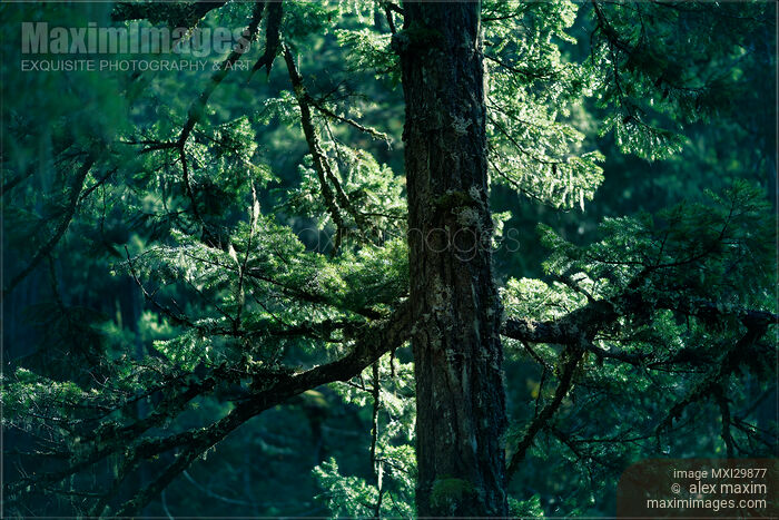 Closeup of Douglas fir tree branches glowing in sunlight in deep green forest Stock photo of Closeup of Douglas fir tree branches glowing in sunlight in deep green forest Buy commercial use license at MaximImages