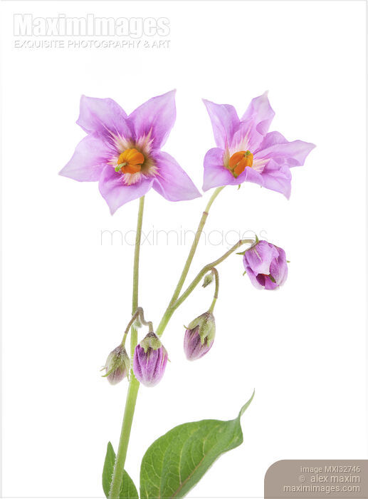 Stock photo of Closeup of flowers purple potato blossom Buy commercial use license at MaximImages