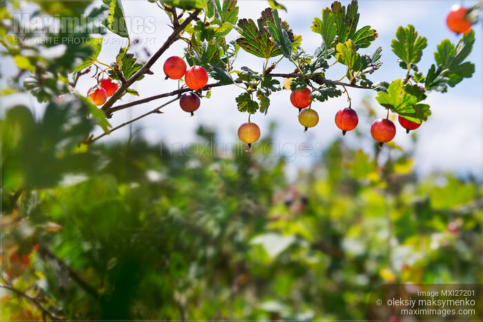 Stock photo of Closeup of gooseberries on a bush Buy commercial use license at MaximImages