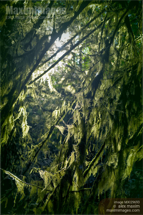 Stock photo of Closeup of moss on tree branches in a dark forest glowing in sunlight Buy commercial use license at MaximImages