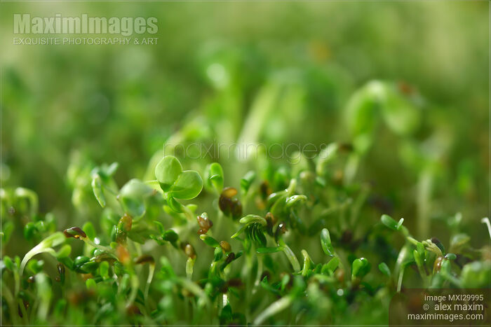 Closeup of sprouted watercress seeds Stock photo of Closeup of sprouted watercress seeds Buy commercial use license at MaximImages
