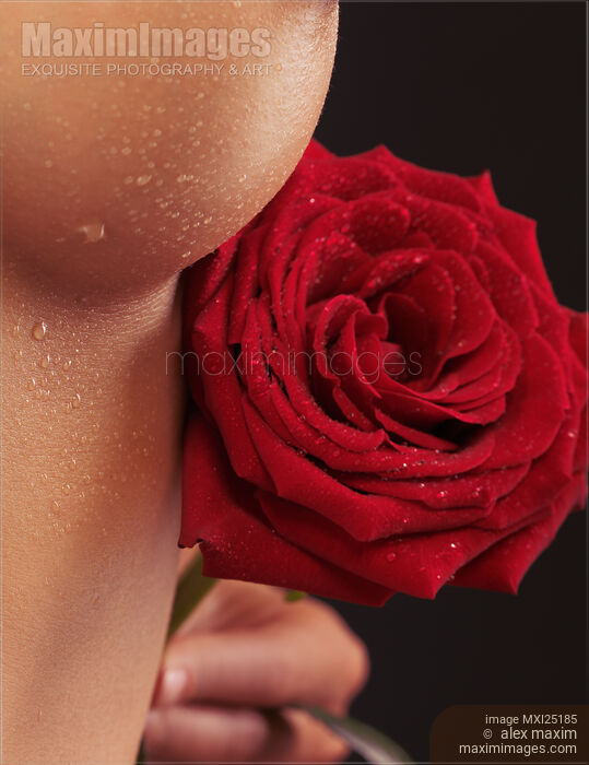 Stock photo of Closeup of Woman Breast and a Red Rose Buy commercial use license at MaximImages
