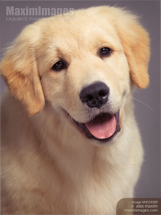 Closeup portrait of a Golden Retriever Stock photo of Closeup portrait of a Golden Retriever Buy commercial use license at MaximImages