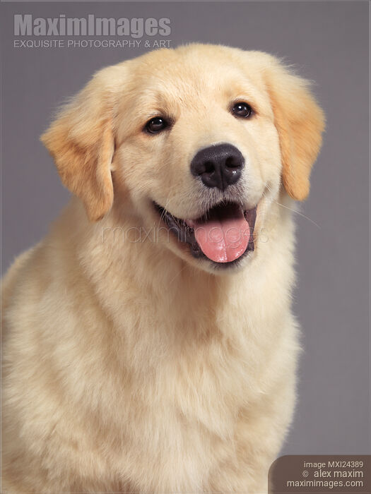 Closeup portrait of a Golden Retriever puppy Stock photo of Closeup portrait of a Golden Retriever puppy Buy commercial use license at MaximImages