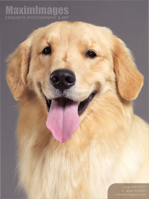 Closeup portrait of Golden Retrieve Stock photo of Closeup portrait of Golden Retrieve Buy commercial use license at MaximImages