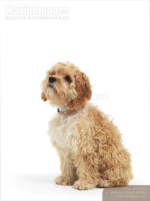 Stock photo of Cockapoo Dog Isolated on White Background Buy commercial use license at MaximImages