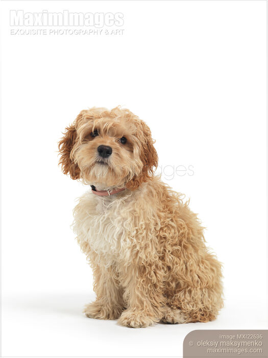 Stock photo of Cockapoo Dog Isolated on White Background Buy commercial use license at MaximImages