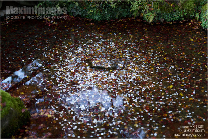 Stock photo of Coins in a pond of Ginkaku-ji Temple of the Silver Pavilion Japanese garden Buy commercial use license at MaximImages