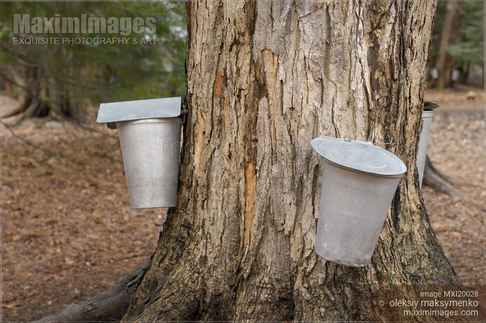 Collecting Sugar Maple Sap Stock photo of Collecting Sugar Maple Sap Buy commercial use license at MaximImages