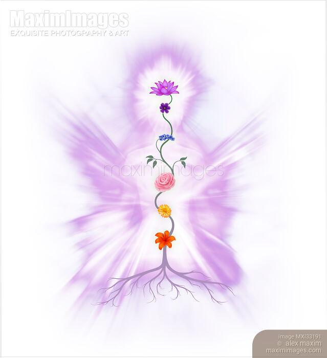 Colored Chakras or human body energy gates represented as flowers growing from a root over a luminous silhouette on white Stock Image MXI33191 © Alex Maxim / MaximImages
