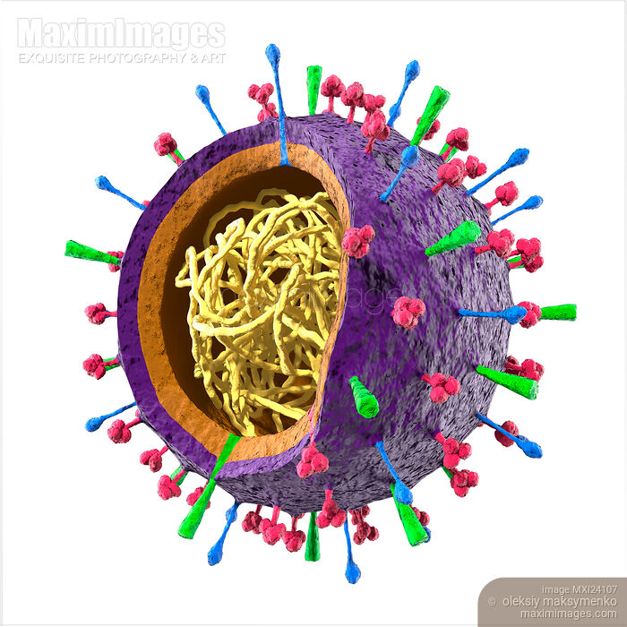 Colored flu virus Influenza A particle showing its structure Stock photo of Colored flu virus Influenza A particle showing its structure Buy commercial use license at MaximImages