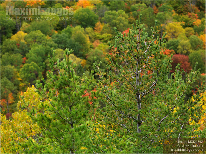 Stock photo of Colorful Autumn Trees Buy commercial use license at MaximImages
